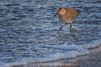 Willet in the Surf